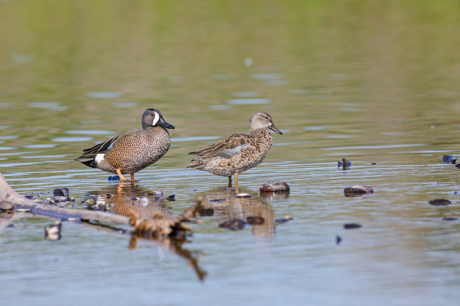 Blue Winged Teal Pair Resting On Rocks