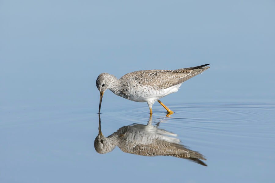 Greater Yellowlegs Looking Into Water With Reflection