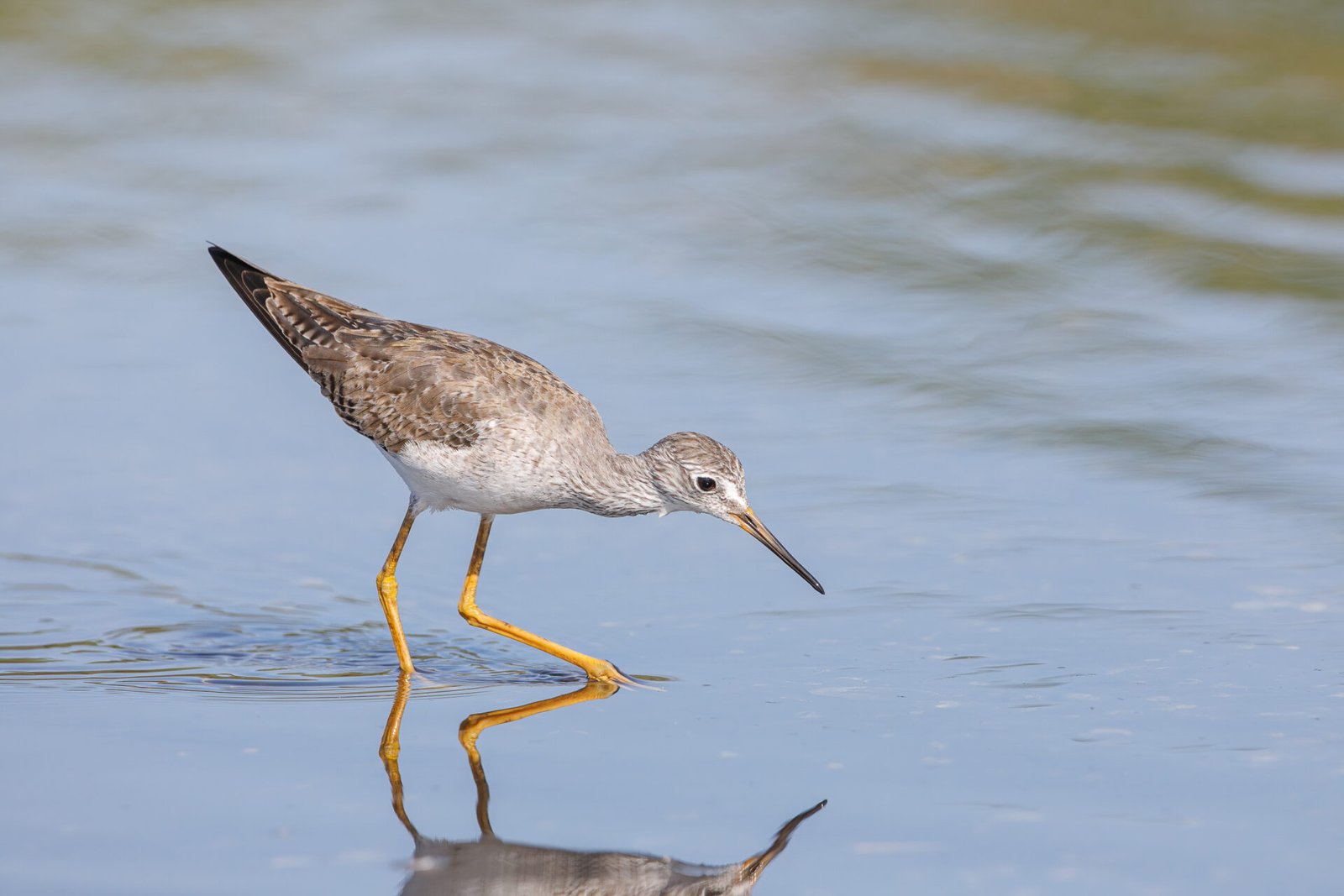Greater Yellowlegs Ready To Pick Up Snail