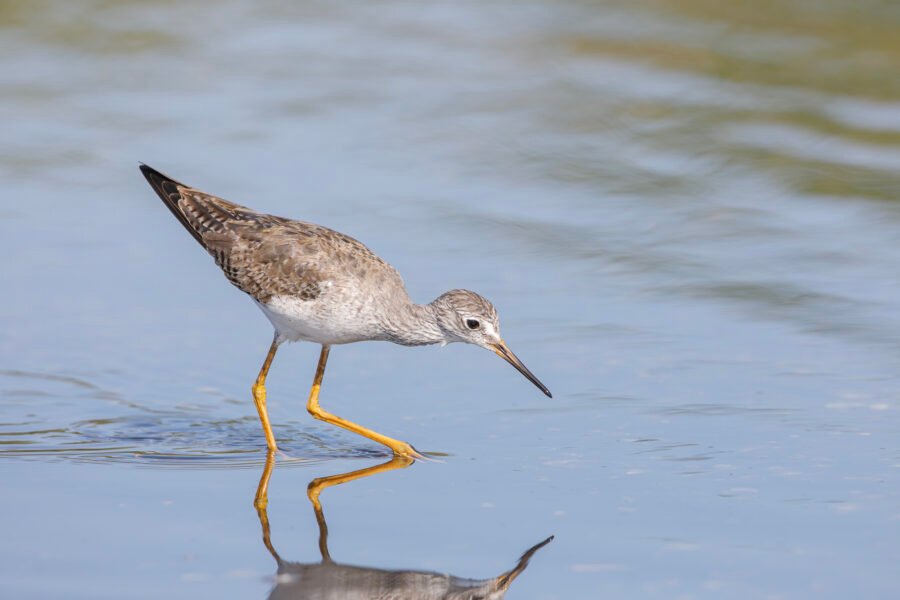 Greater Yellowlegs Ready To Pick Up Snail