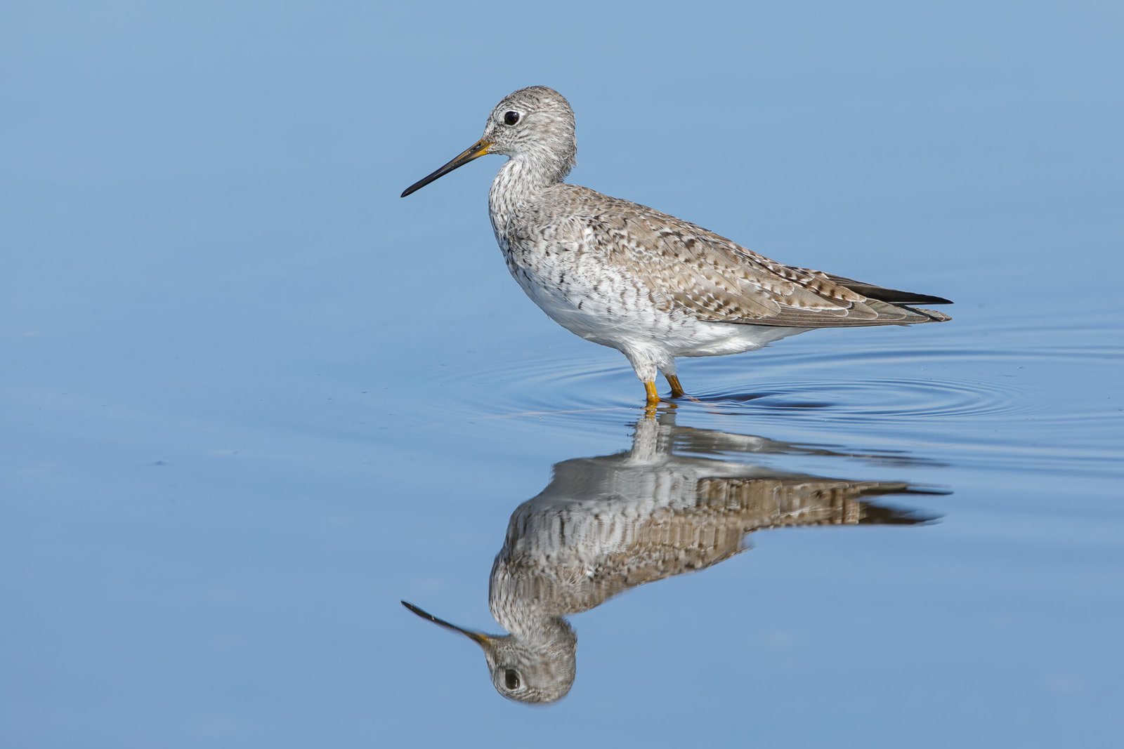 Greater Yellowlegs Standing In Water