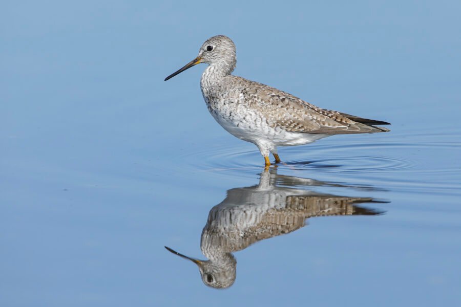 Greater Yellowlegs Standing In Water