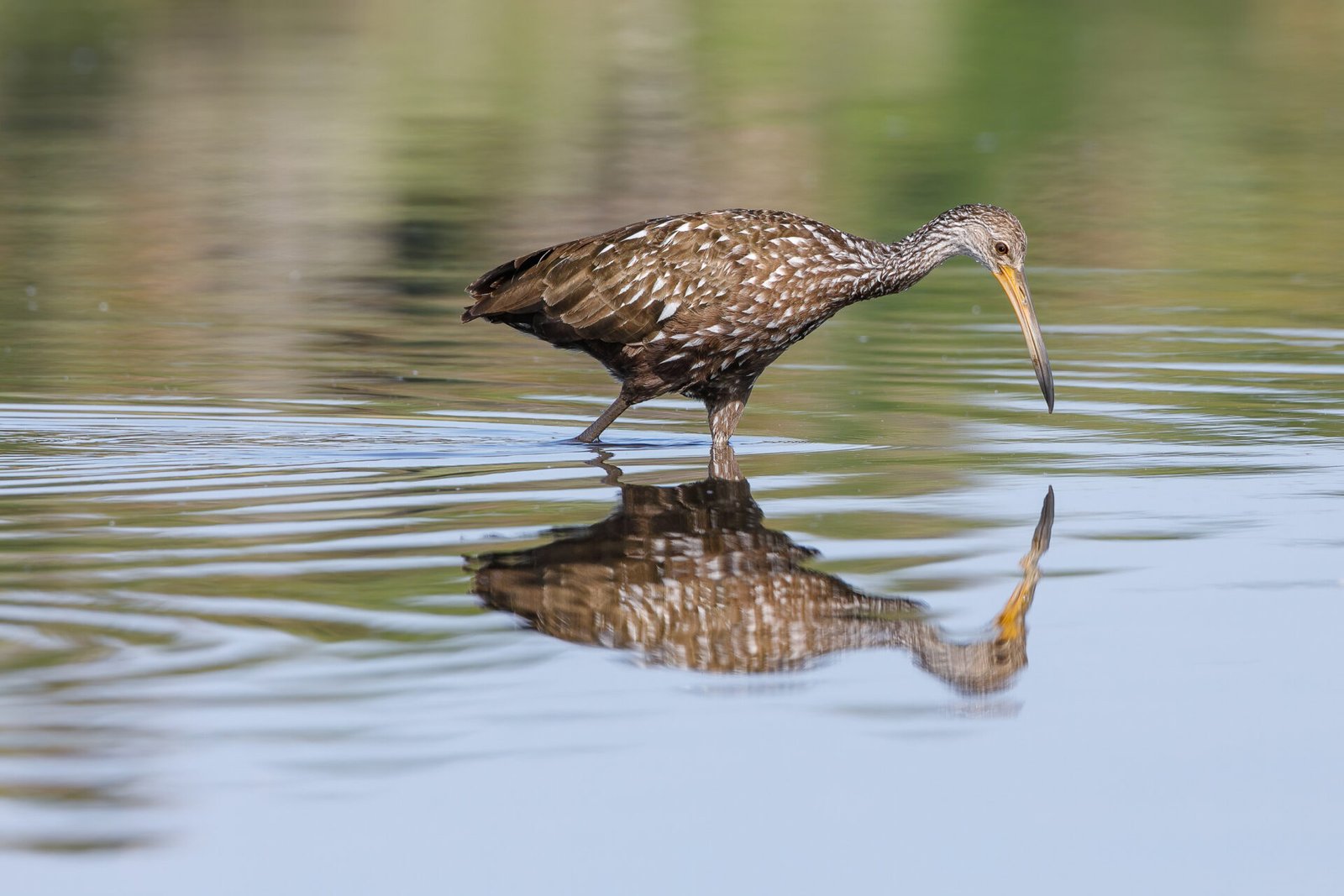 Limpkin Looking In Water For Snails With Reflection