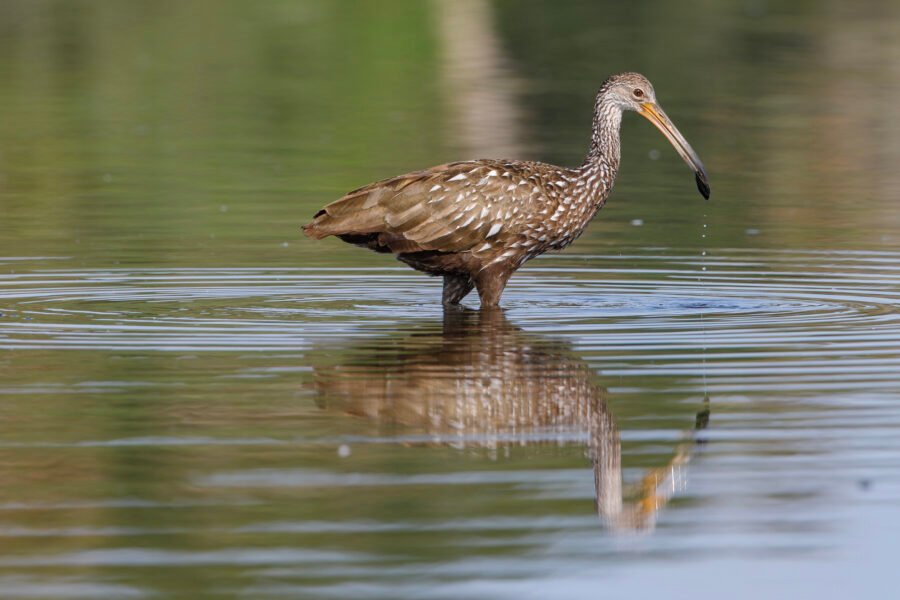 Limpkin Standing In Water With Reflection