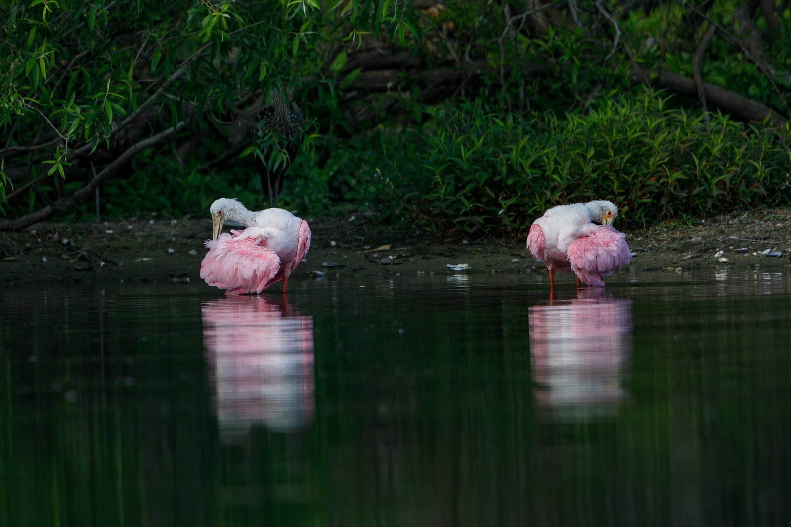 Roseate Spoonbill Pair Preening Wings