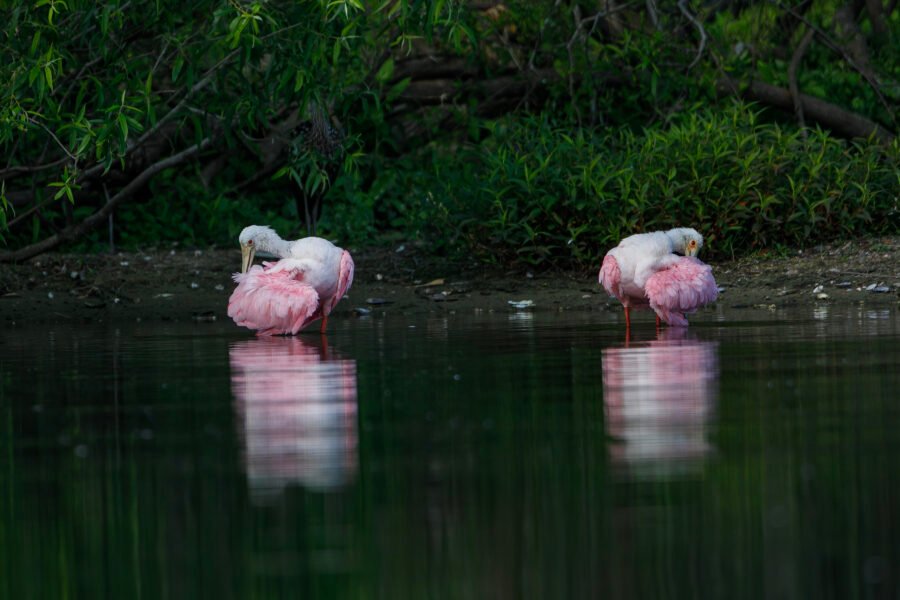 Roseate Spoonbill Pair Preening Wings