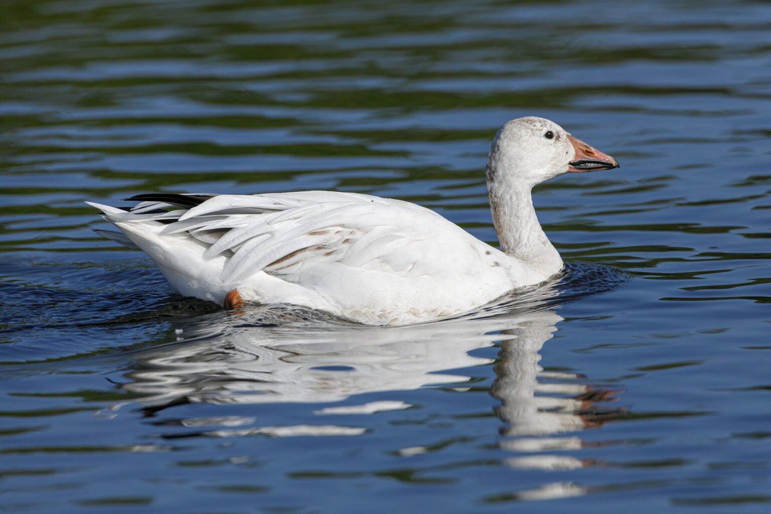 Snow Goose Swimming