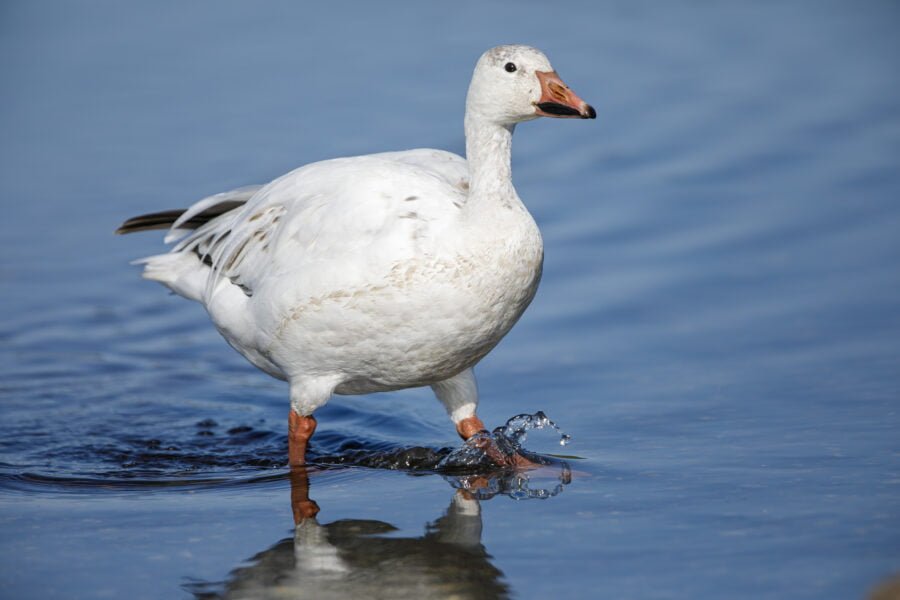 Snow Goose Walking In Water