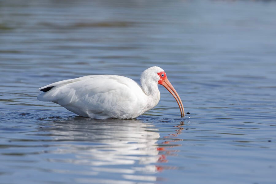 White Ibis Wading Through Deeper Water