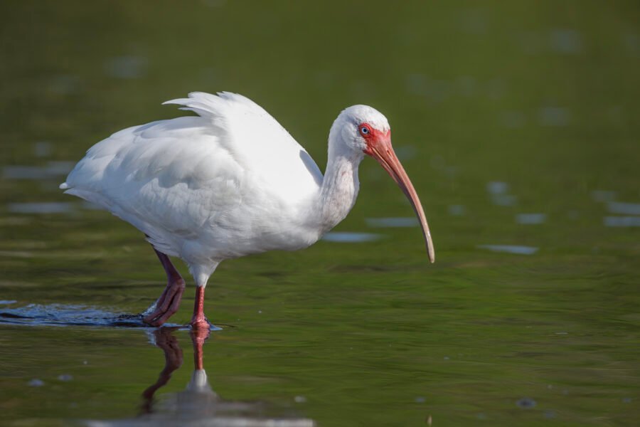 White Ibis Walking Through Water Toward Shore