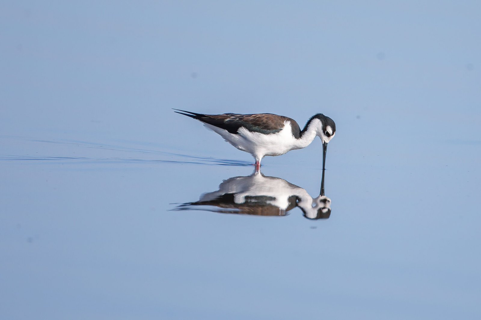 Black Necked Stilt Looking Into Water With Reflection