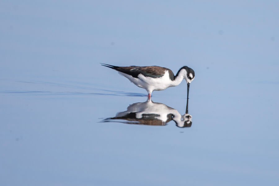 Black Necked Stilt Looking Into Water With Reflection