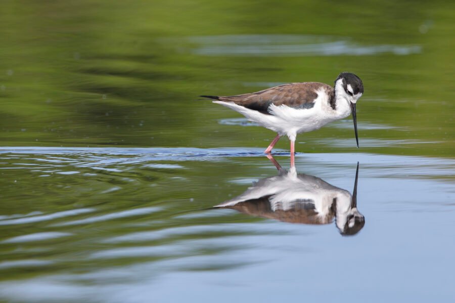 Black Necked Stilt Walking Through Water Searching For Food