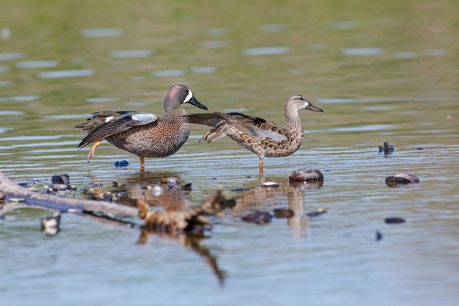 Blue Winged Teal Pair Stretching Wings