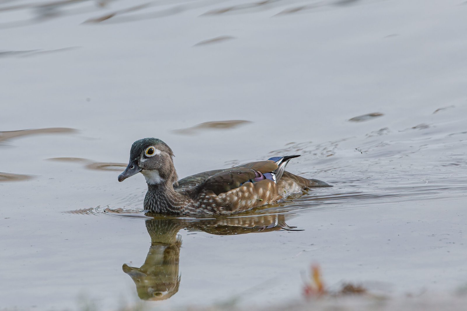 Wood Duck Female With Reflection Swimming Left