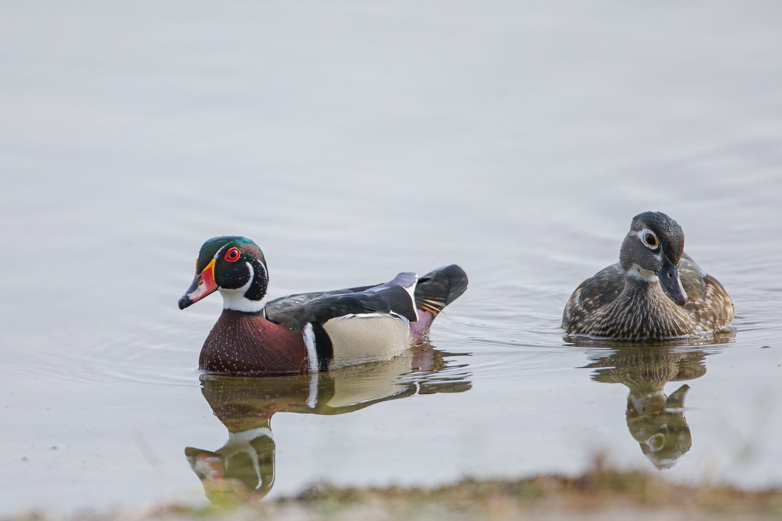 Wood Duck Male And Female Looking For Food With Reflection