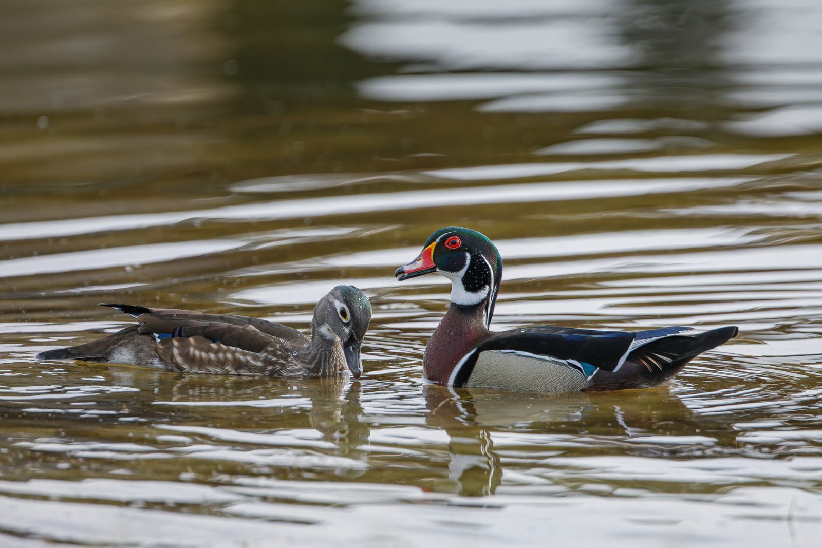 Wood Duck Male And Female Playing Around
