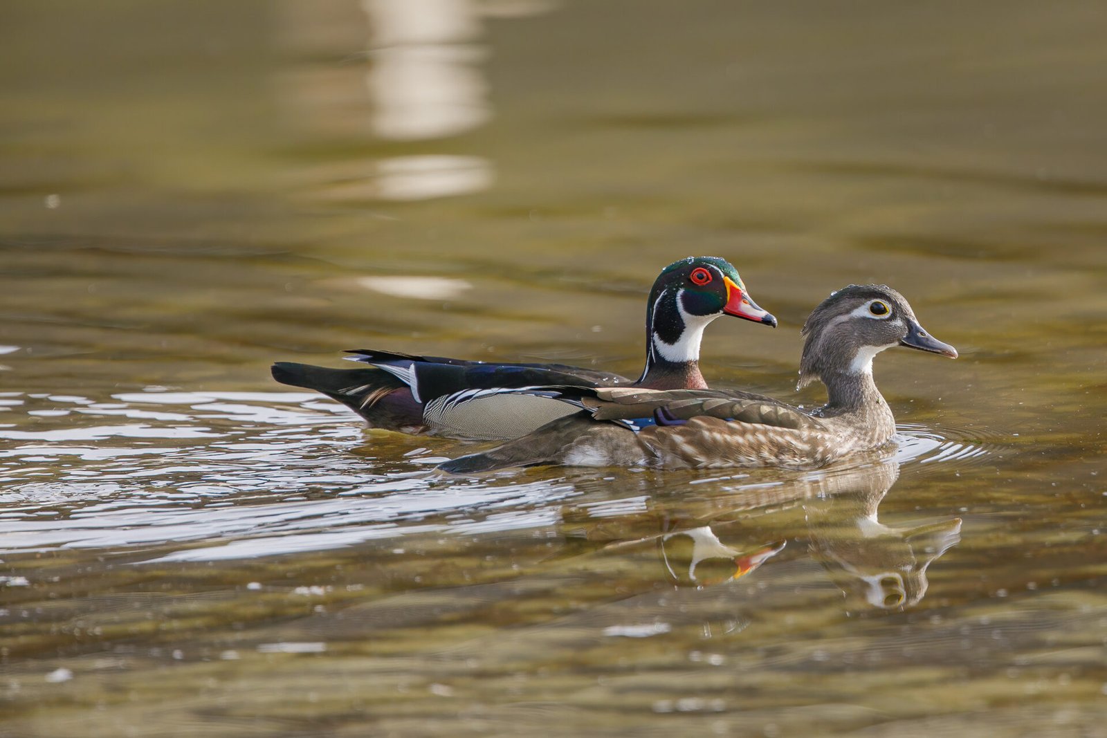 Wood Duck Male And Female Swimming Side By Side