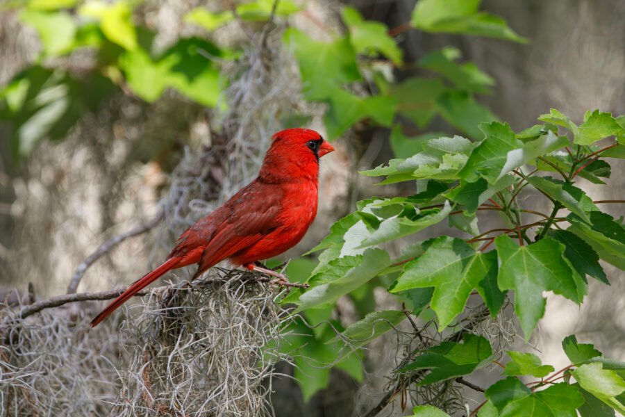 Cardinal Male In Spanish Moss