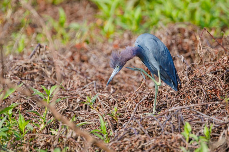 Little Blue Heron Stopping For Itch