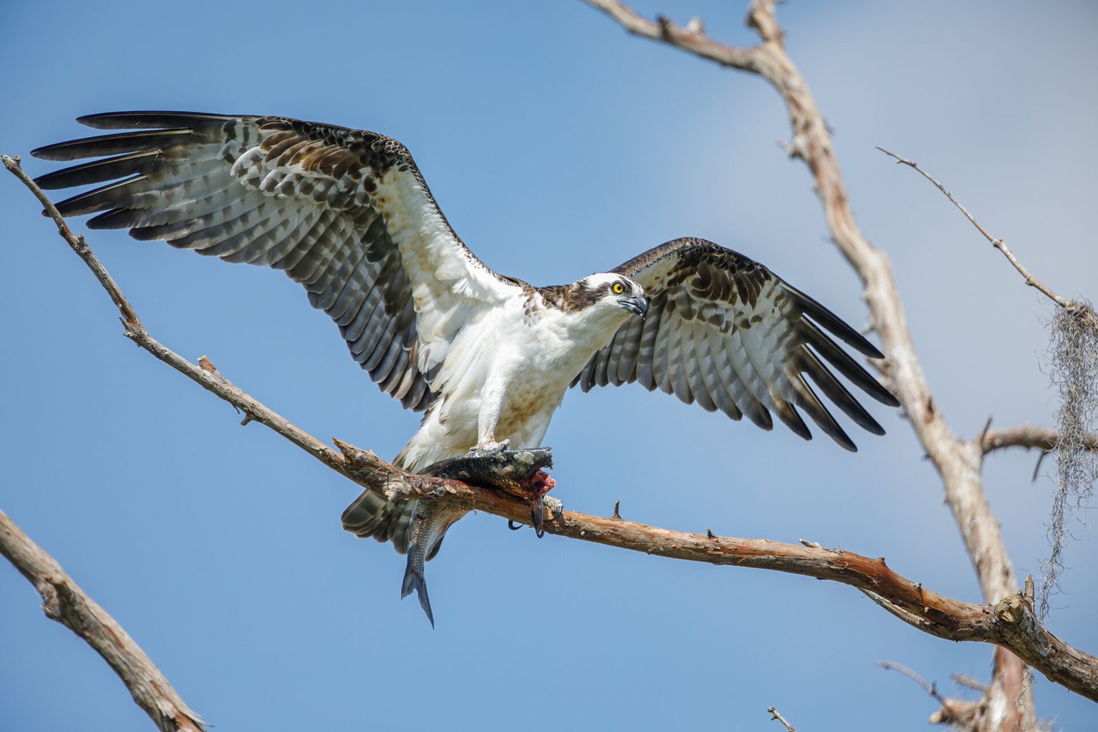 Osprey Landing On Tree With Fish