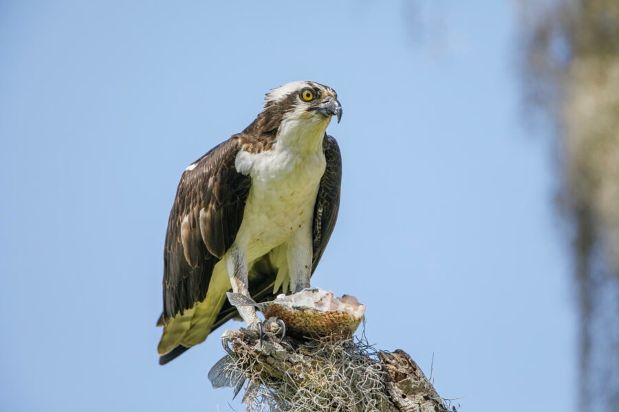 Osprey Sitting On Top With Fish