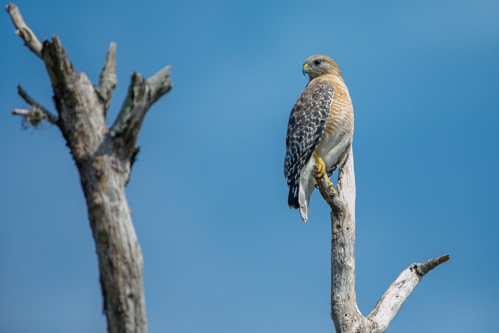 Red Shouldered Hawk Perched Atop Dead Tree