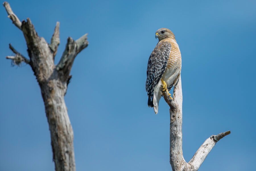 Red Shouldered Hawk Perched Atop Dead Tree