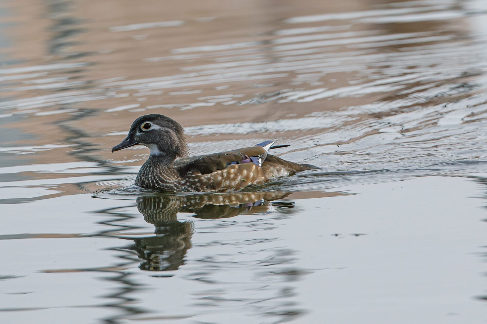 Wood Duck Female Looking For Her Mate