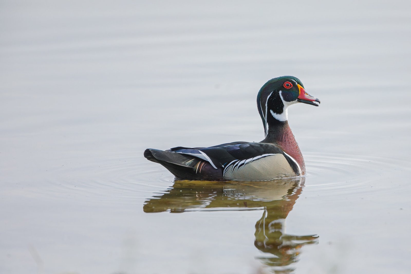 Wood Duck Male Calling To Female
