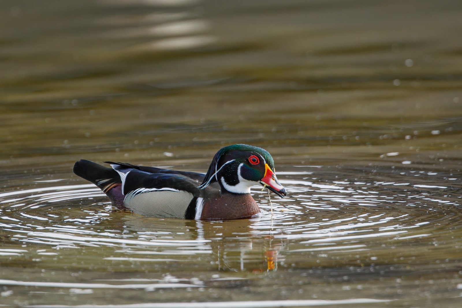 Wood Duck Male Eating Grass