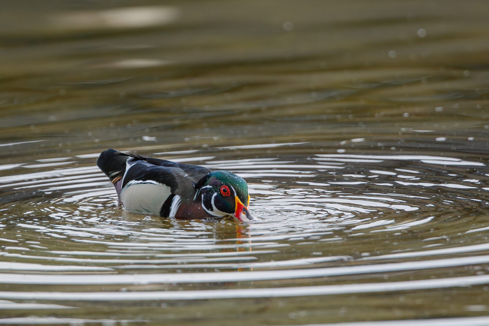 Wood Duck Male Getting A Drink