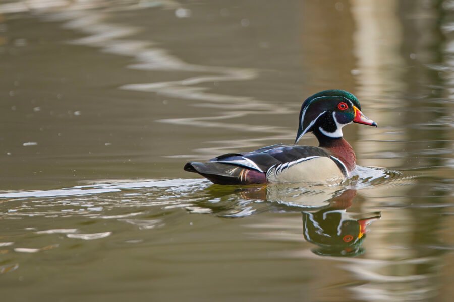 Wood Duck Male With Reflection