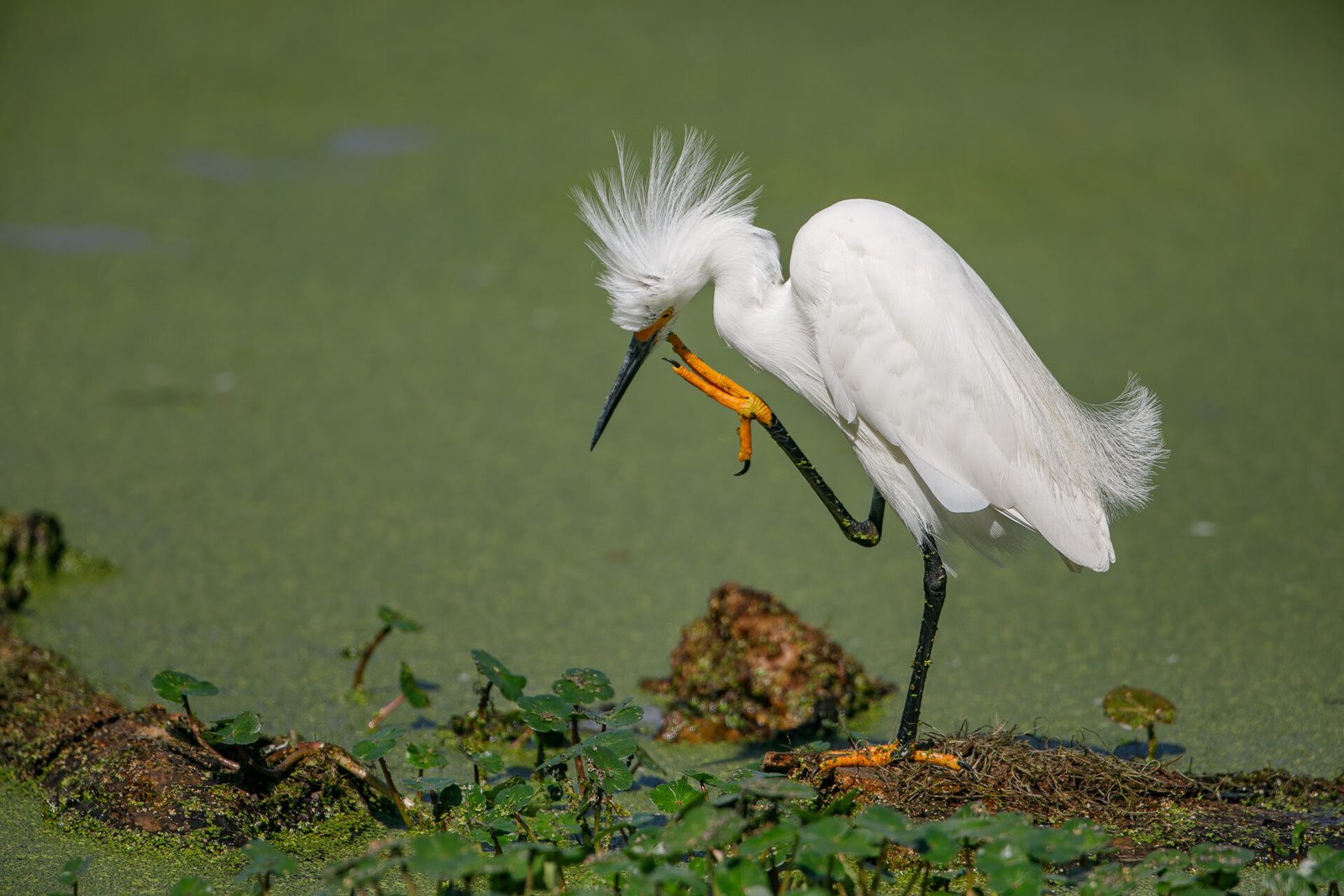 Snowy Egret Scratching Face