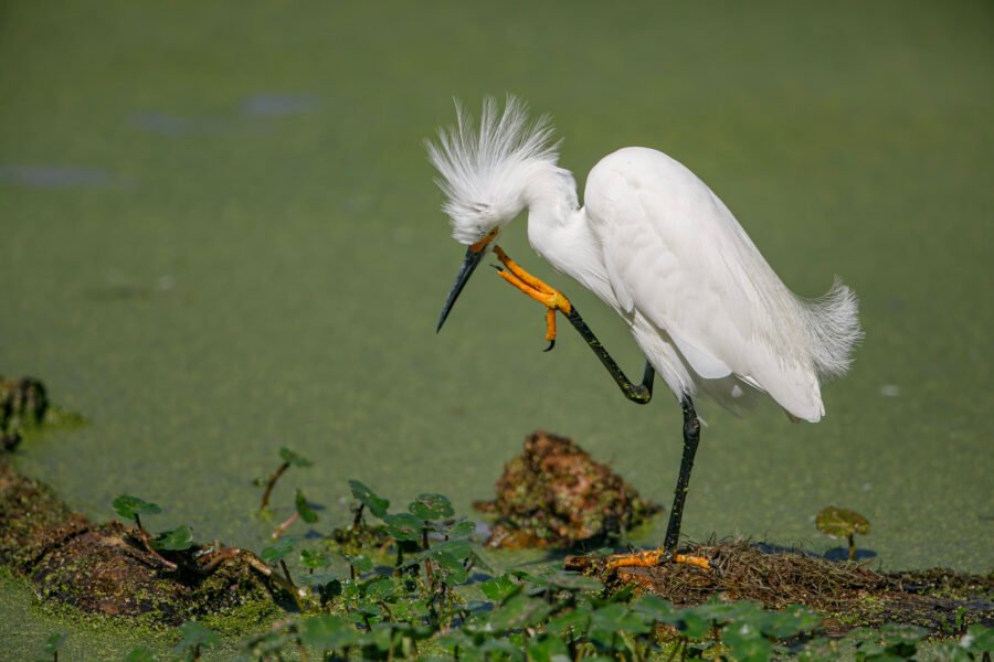 Snowy Egret Scratching Face