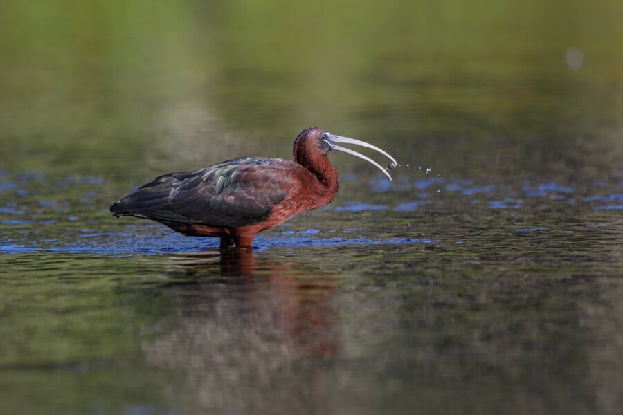 Glossy Ibis Eating Small Snail