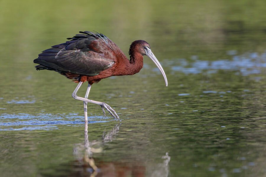 Glossy Ibis Walking Through Water