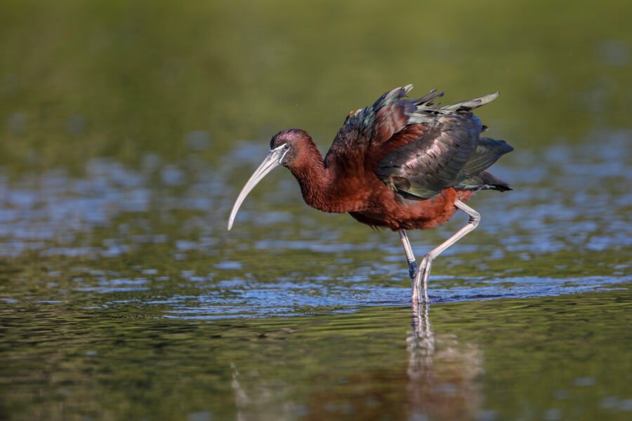 Glossy Ibis Walking Through Water Toward Shore