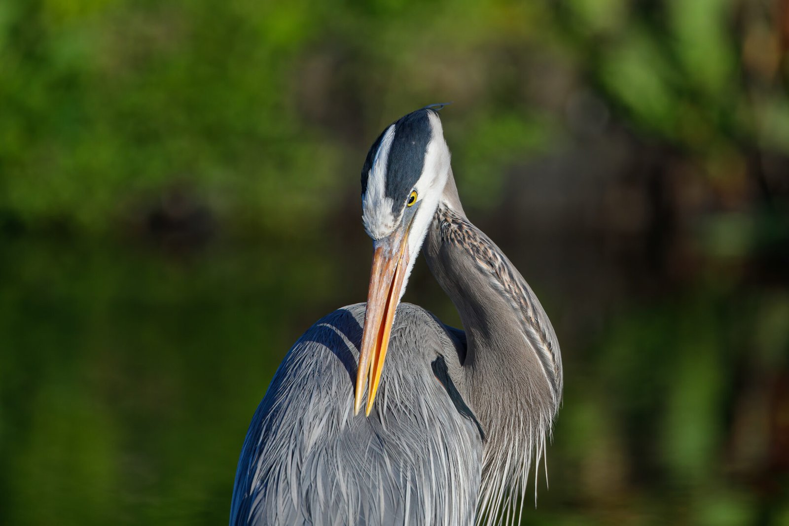 Great Blue Heron Preening Back Feathers