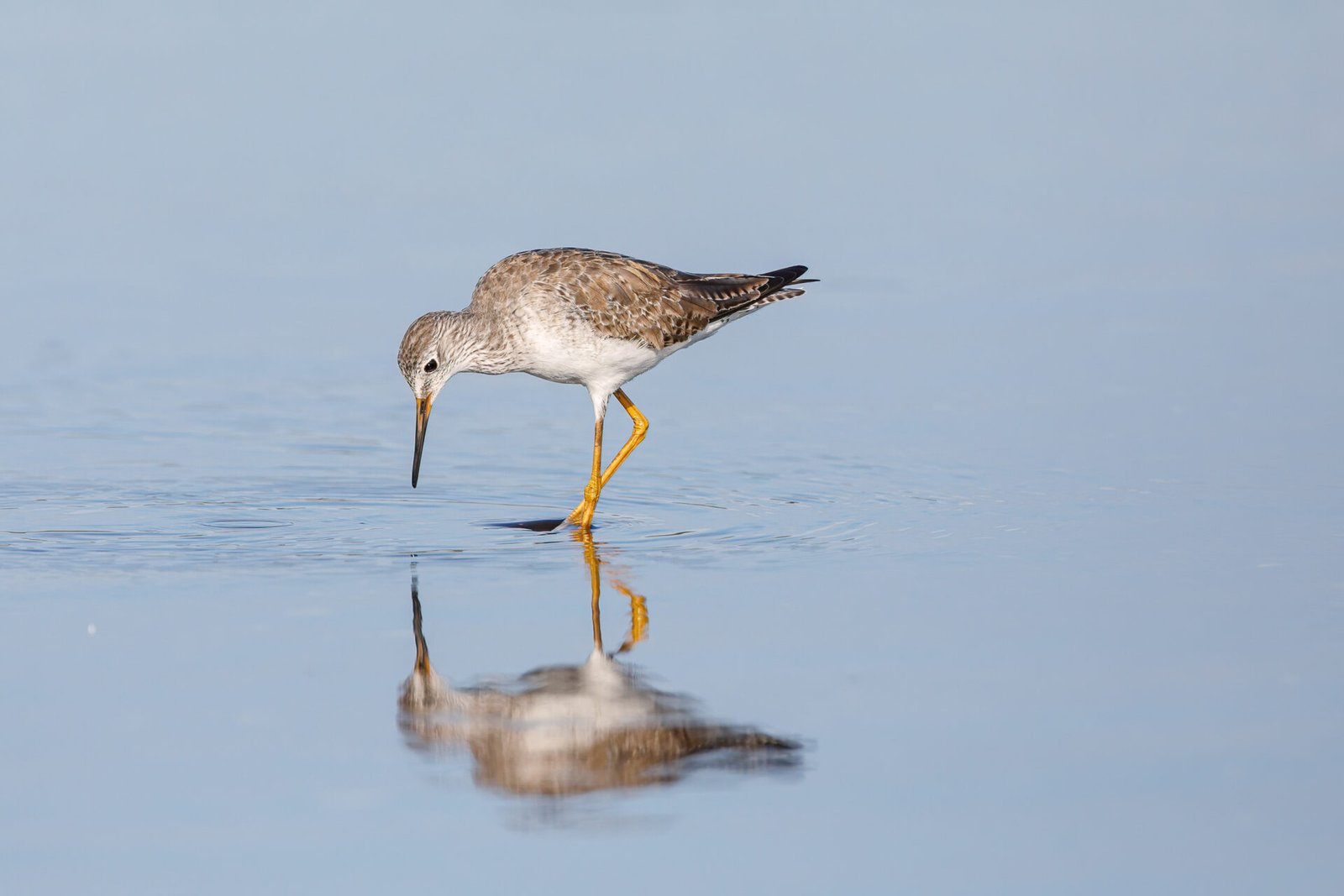 Greater Yellowlegs Looking Into Water