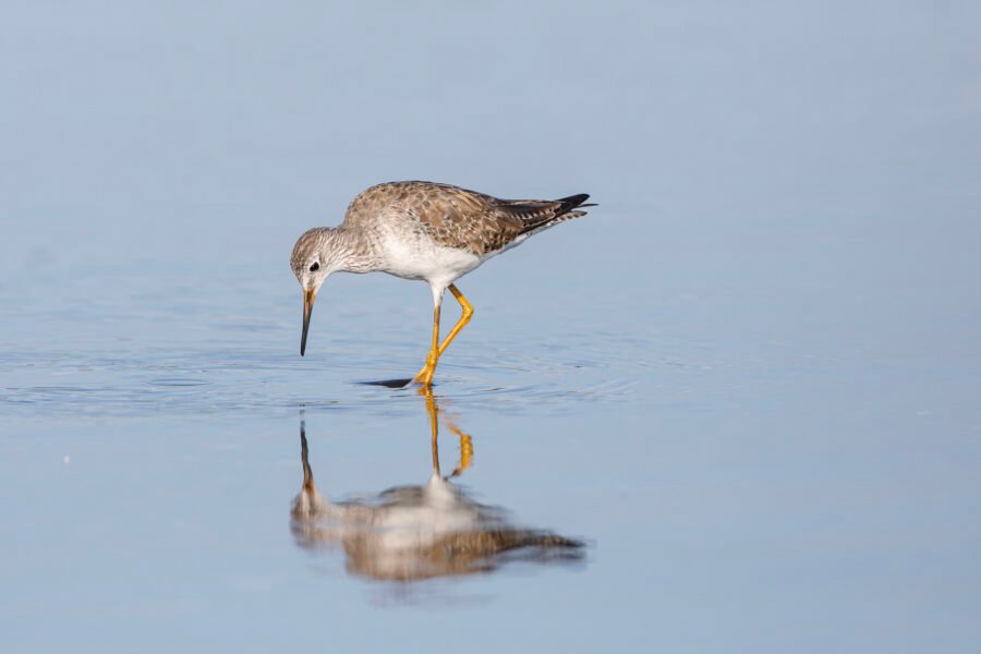 Greater Yellowlegs Looking Into Water