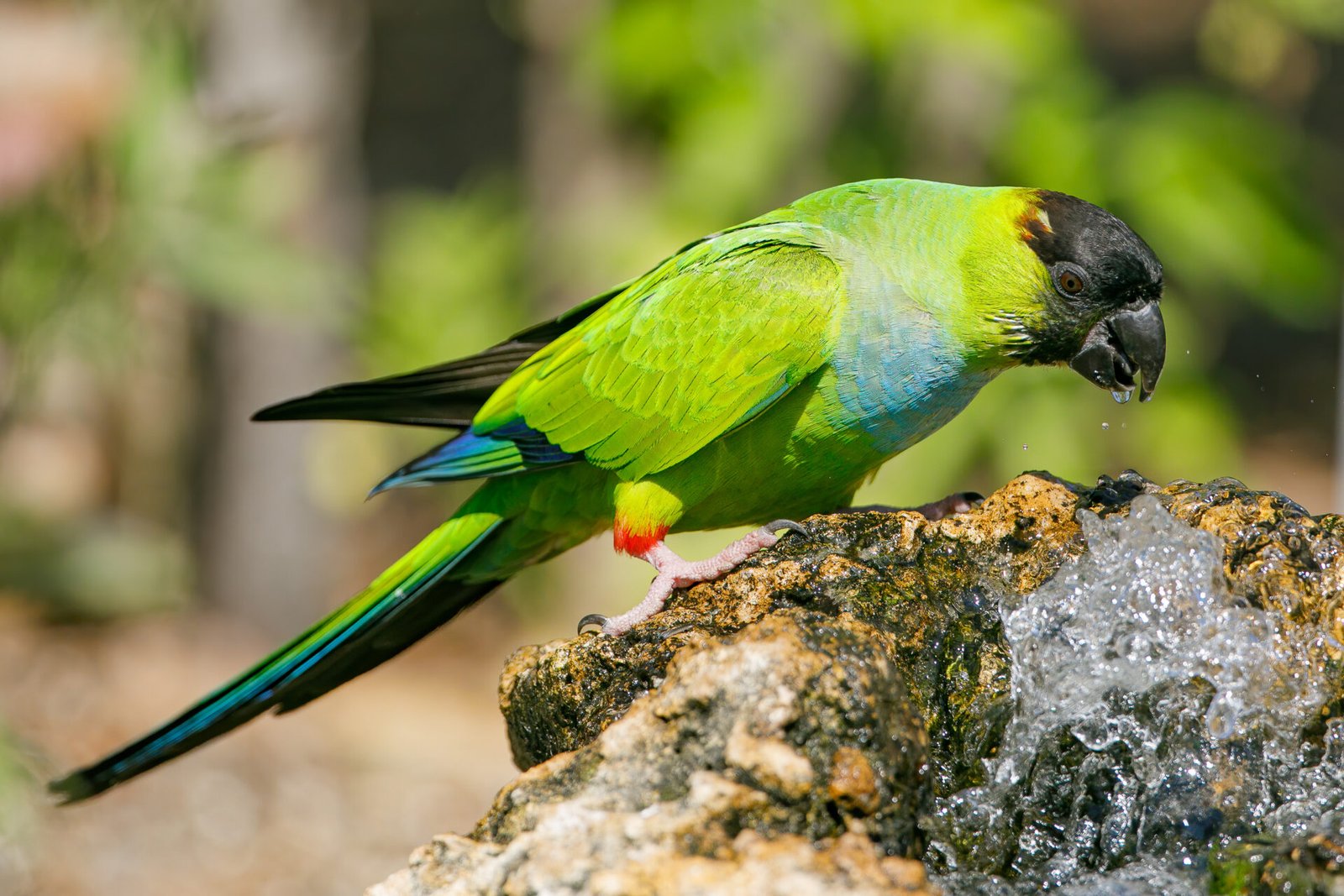 Nanday Parakeet About To Get Drink