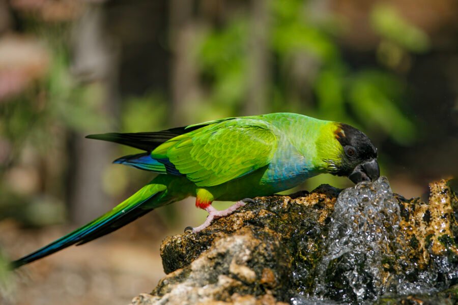 Nanday Parakeet Getting Drink