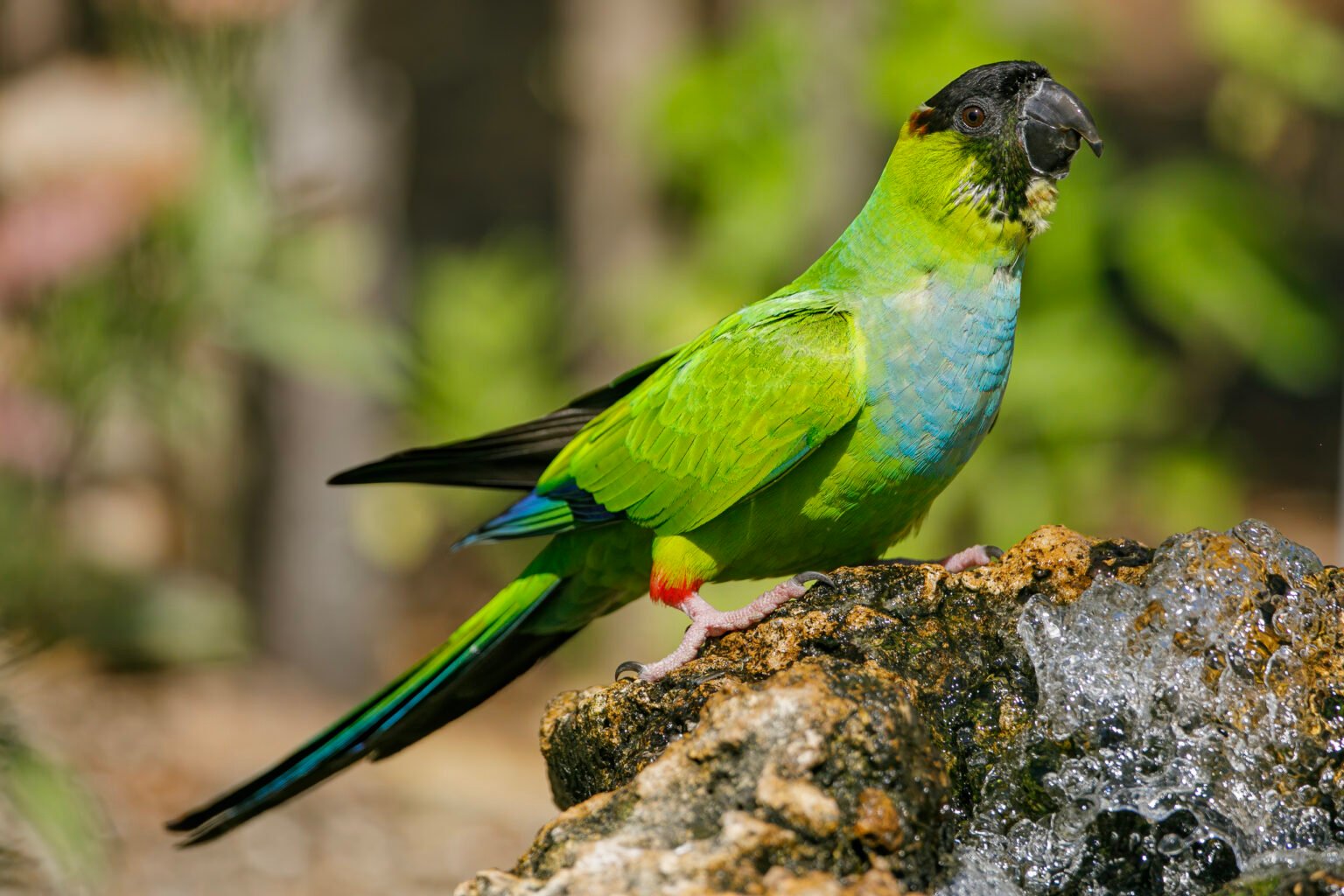 Nanday Parakeet Perched On Rock