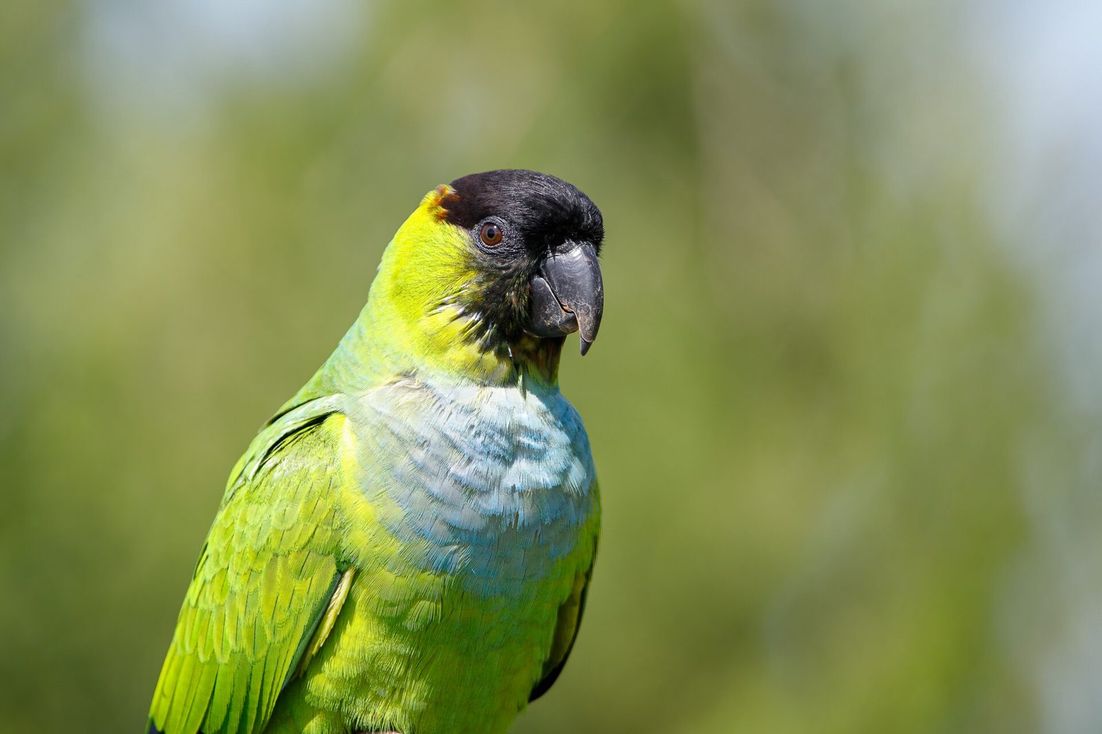 Nanday Parakeet Portrait