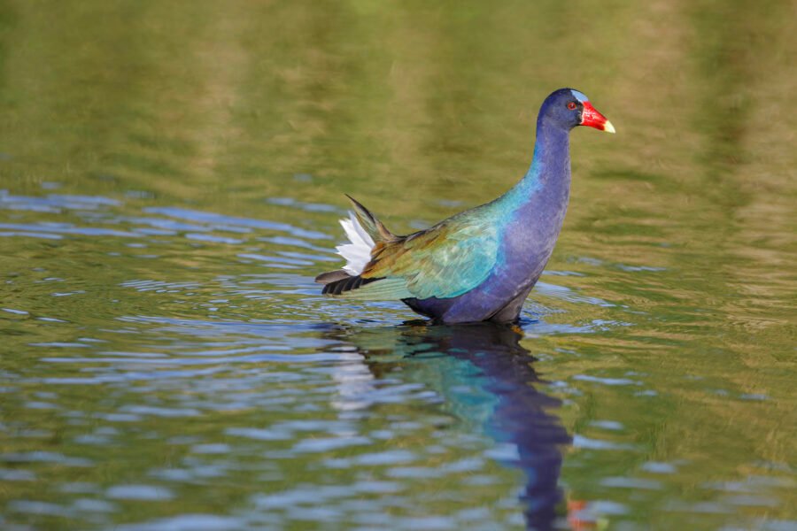 Purple Gallinule Standing In Water