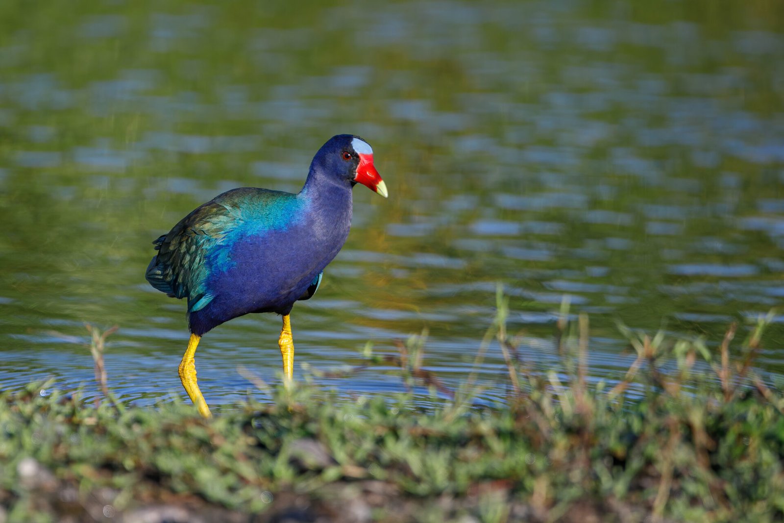 Purple Gallinule Standing On Shore
