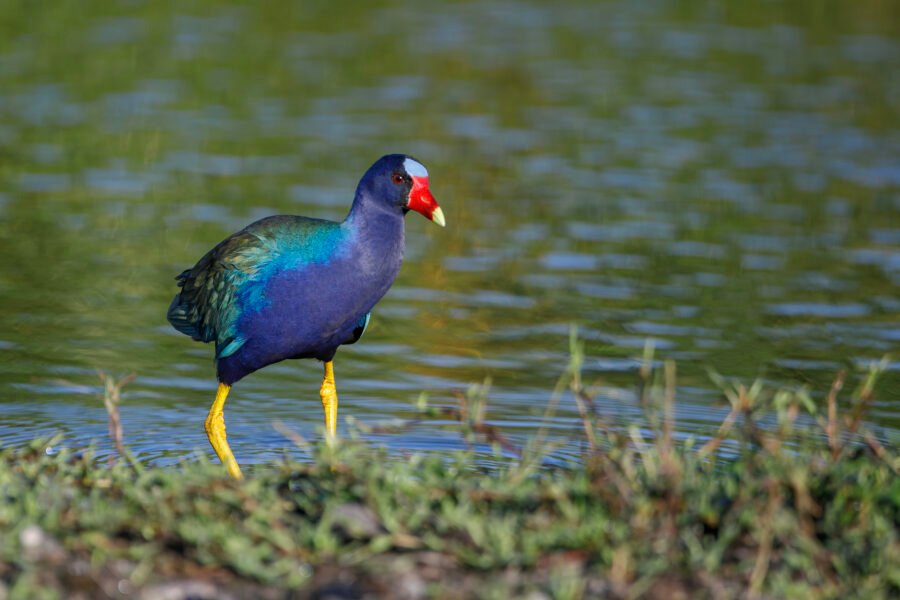 Purple Gallinule Standing On Shore