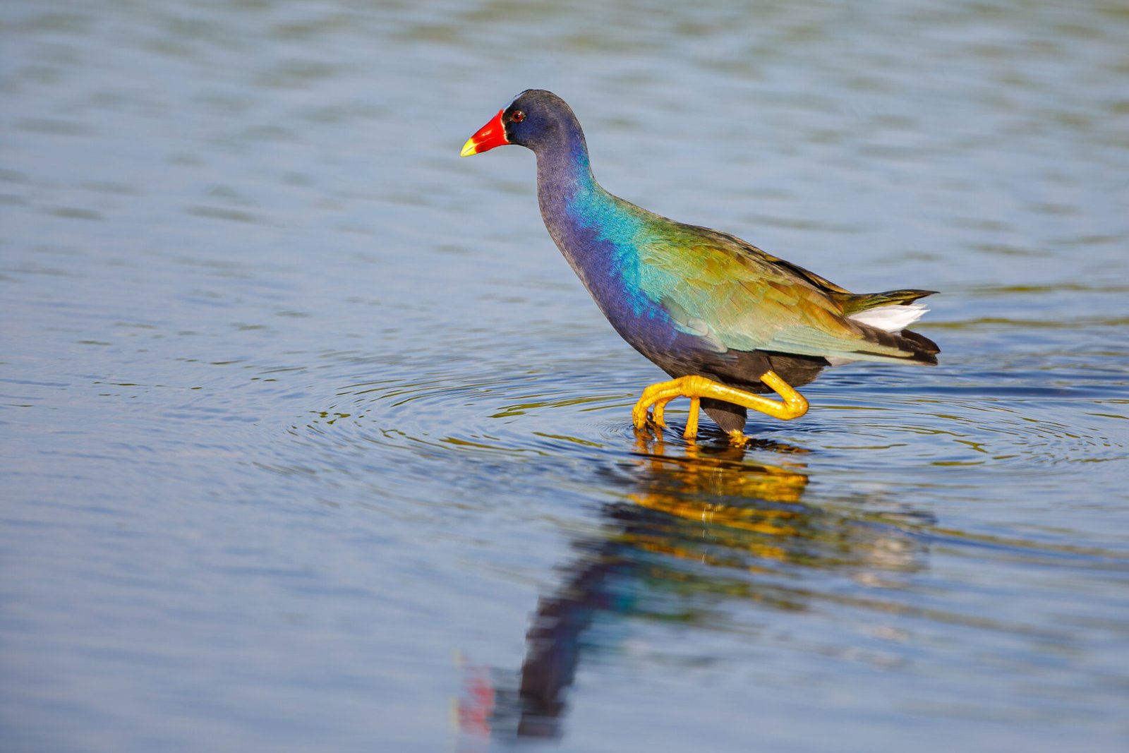 Purple Gallinule Walking Through Water