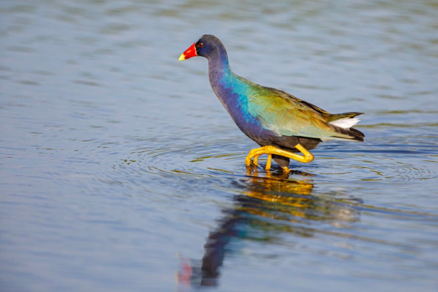 Purple Gallinule Walking Through Water
